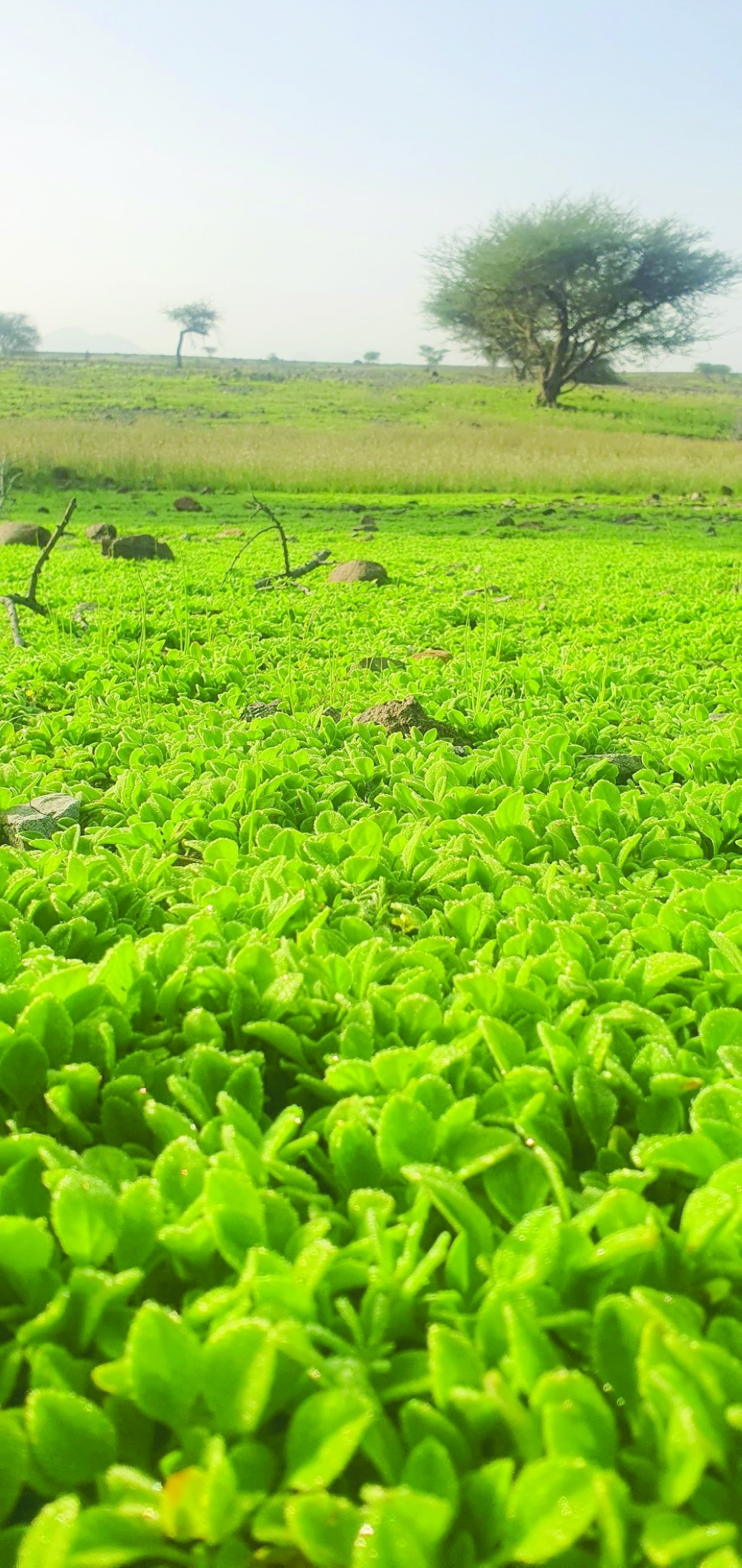 Rains put a green crown on Al Batinah North