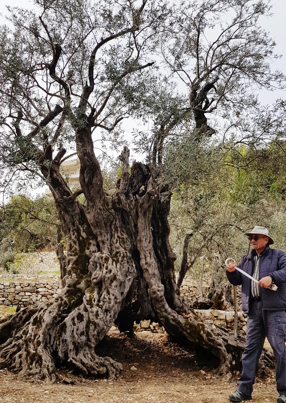 Scientists have now established a more certain age for several of the trees of Bshaaleh (also spelled Bchaaleh) and found that most are about 500 years old.