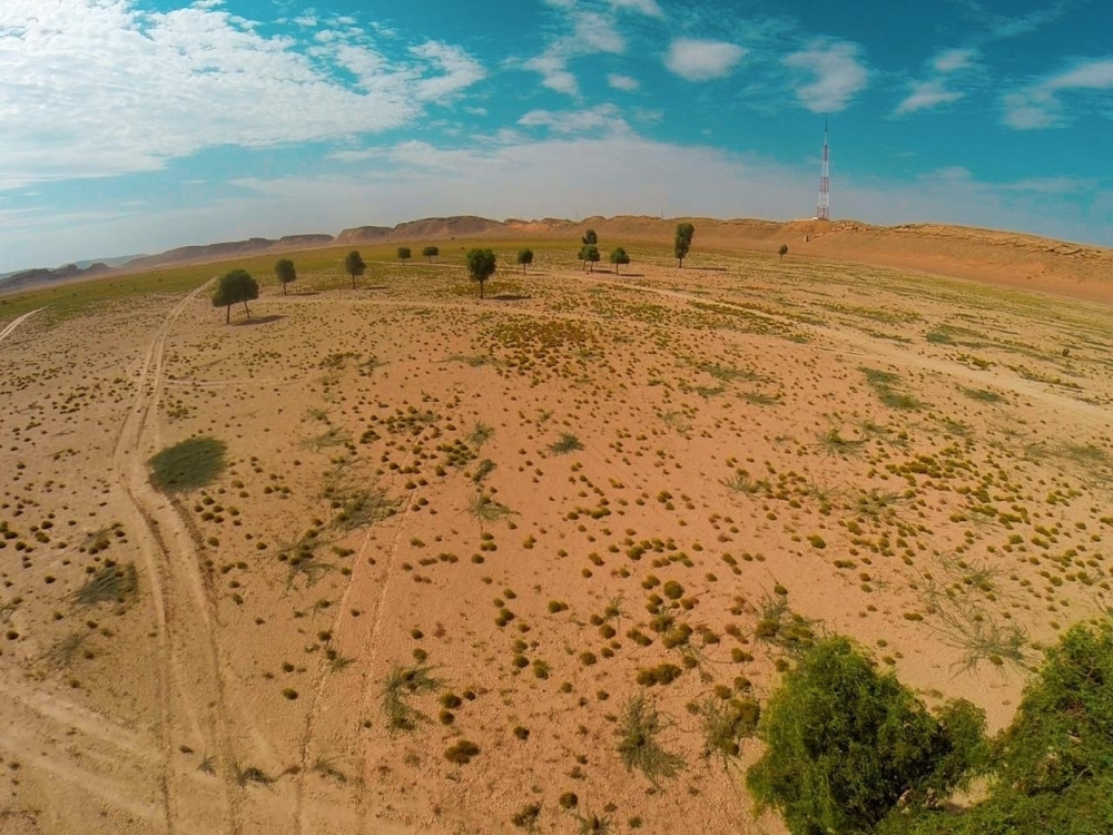 By cultivating Ghaf, Sidr, and Samar trees, which thrive in the area, the project aims to boost vegetation cover and mitigate climate change effects.