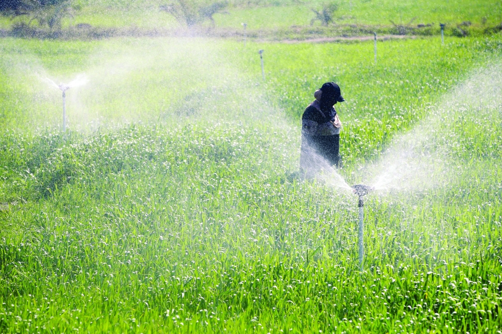 A farmer walks next to sprinklers, part of a new water management systems brought by the UN World Food Programme, on a farm in the village of al-Azrakiya, in Iraq's central province of Anbar, on February 22, 2024. Hundreds of Iraqi farmers benefited from new water management systems brought by the WFP. It uses automated sprinklers and drip irrigation to ensure scarce water is used in the most efficient way and not lost as run-off or evaporated under the blazing sun.
