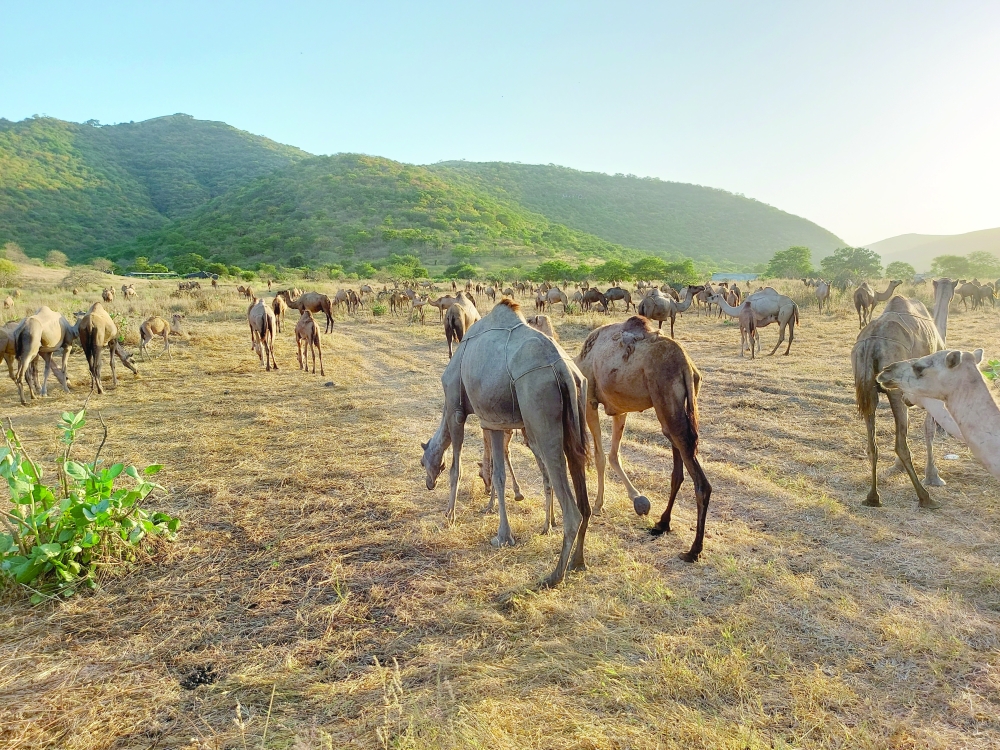 Camels topped the list of livestock exports to the tune of RO 1,829,913, followed by mixed breed goats (RO 715,543), purebred goats (RO 147,350), lamb (RO 128,554) and cattle (RO 105,426).