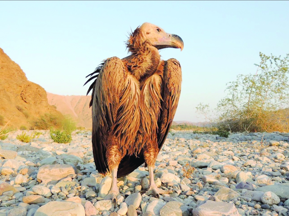 Great Royal attention to wildlife preservation