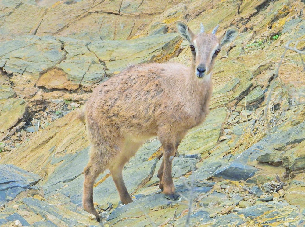 Great Royal attention to wildlife preservation