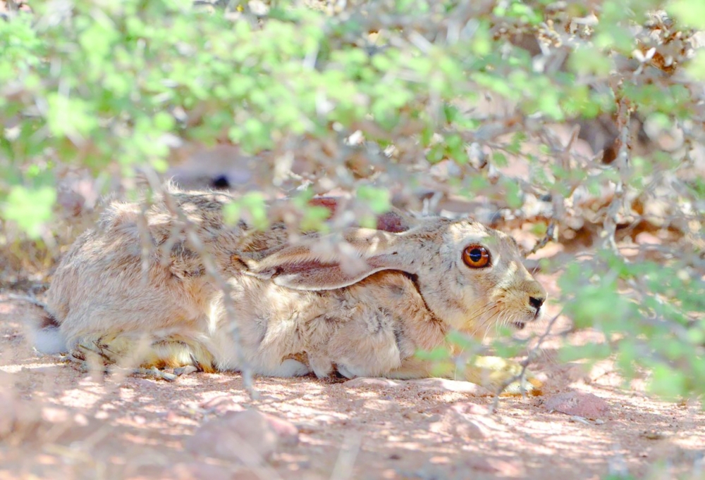 Great Royal attention to wildlife preservation