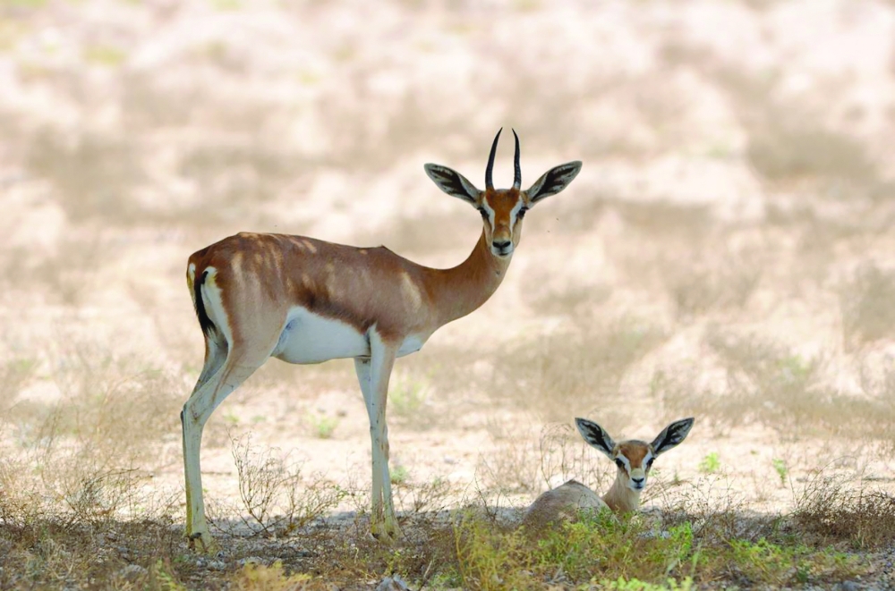 Great Royal attention to wildlife preservation