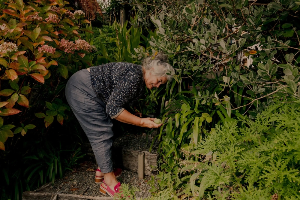 The fresh fruit is used in muffins, cakes, jams and smoothies, and it begins appearing on high-end menus each March