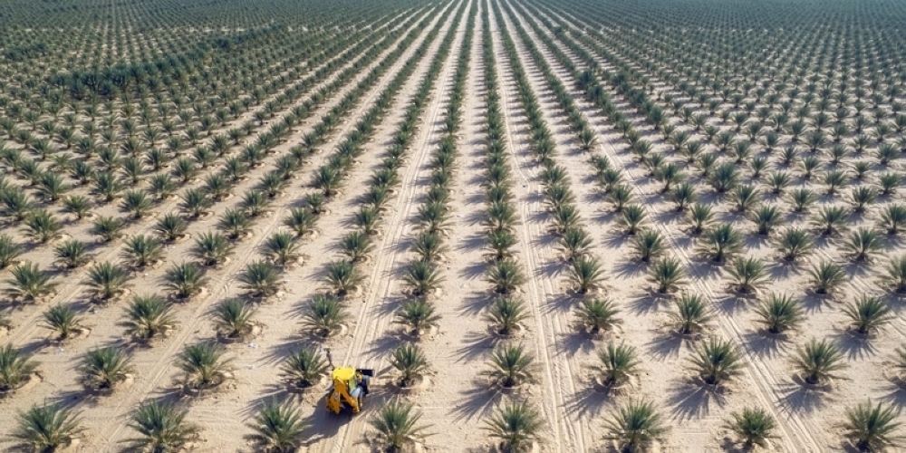 Organic date farm in the Wilayat of Ibri