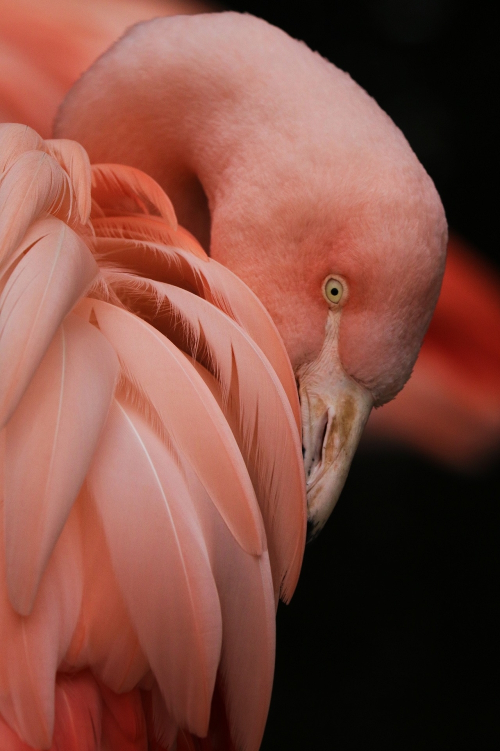 flamingo-2116958_1920