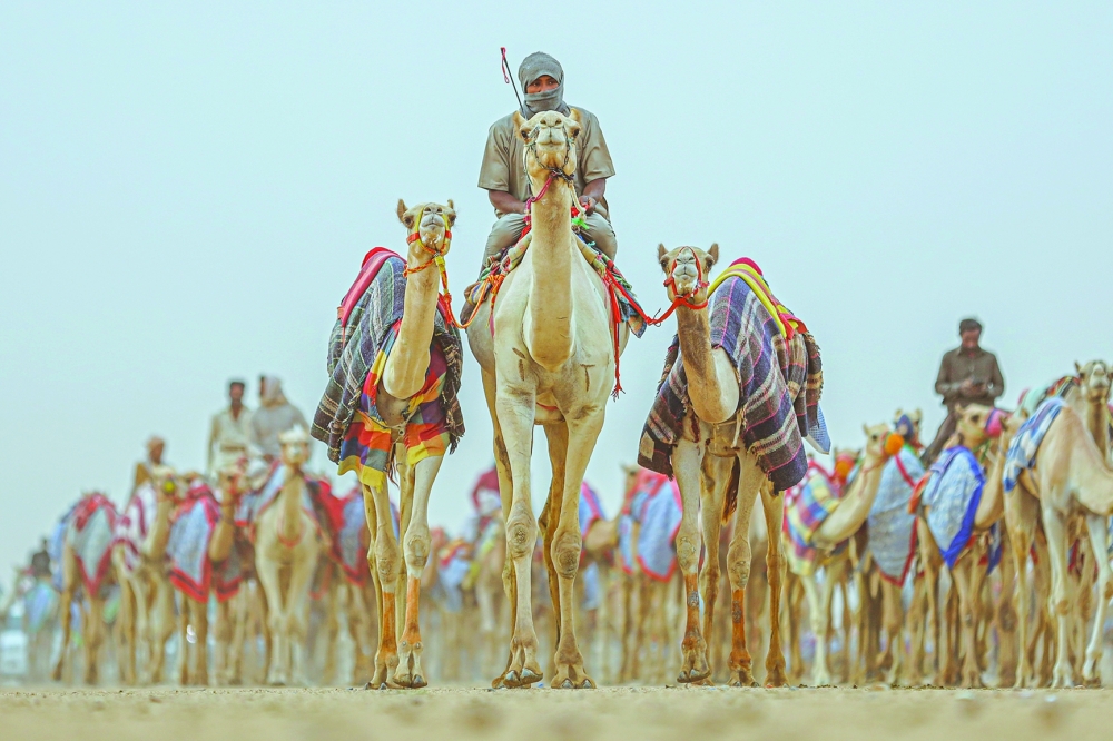 Oman to take part in the AlUla camel race
