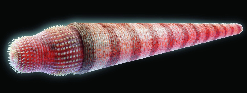An illustration of Paraselkirkia, a prehistoric worm closely related to Selkirkia. (Christian McCall via The New York Times)