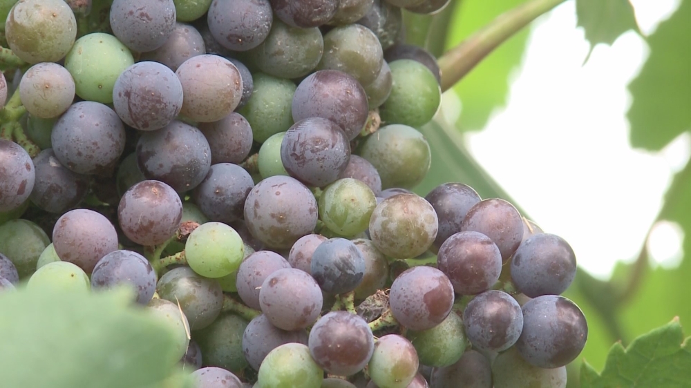 There are reports of use of chemicals in grape products in one of the countries