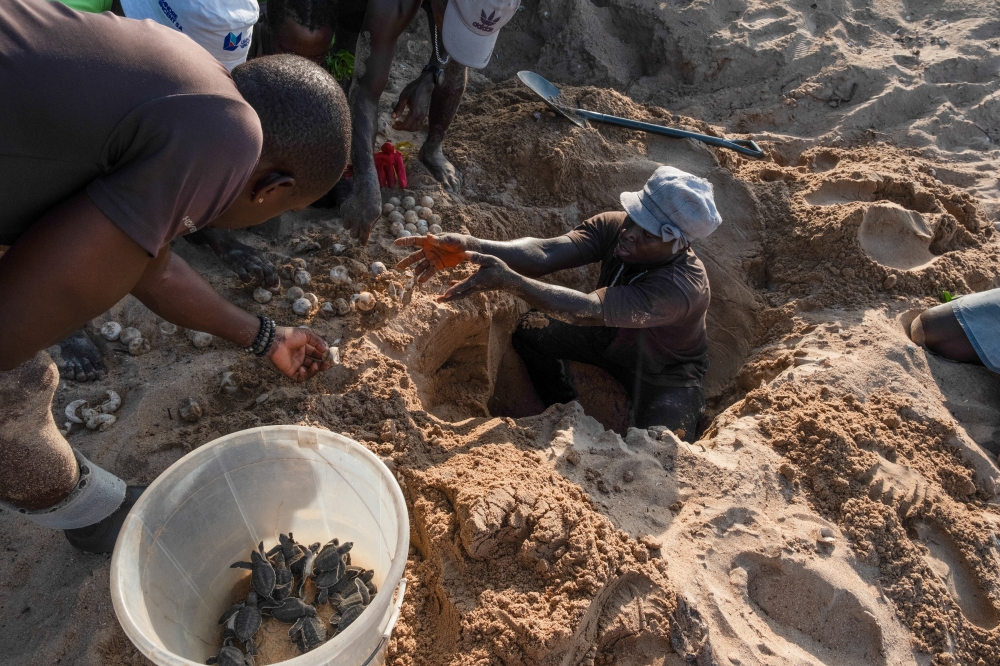 Hatchlings are placed in a bucket until it is safe for them to be released on Poil
