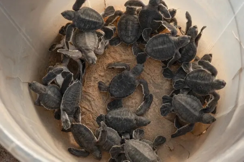 turtle2