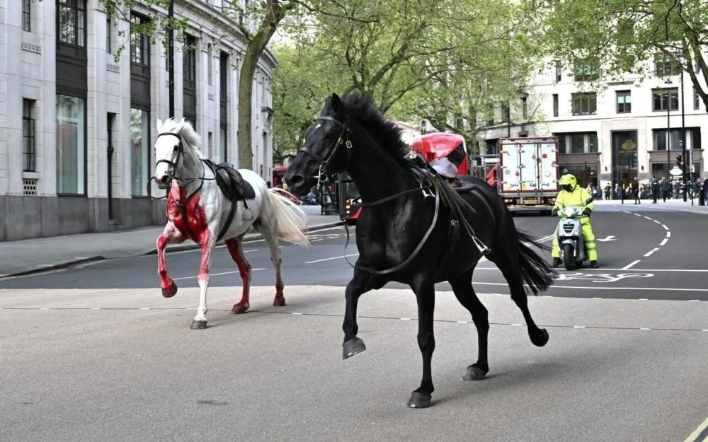 One saddled white horse covered in blood running through the street alongside another, black one. 