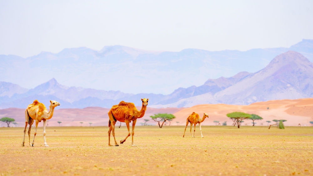 Tourists flock to golden sand dunes