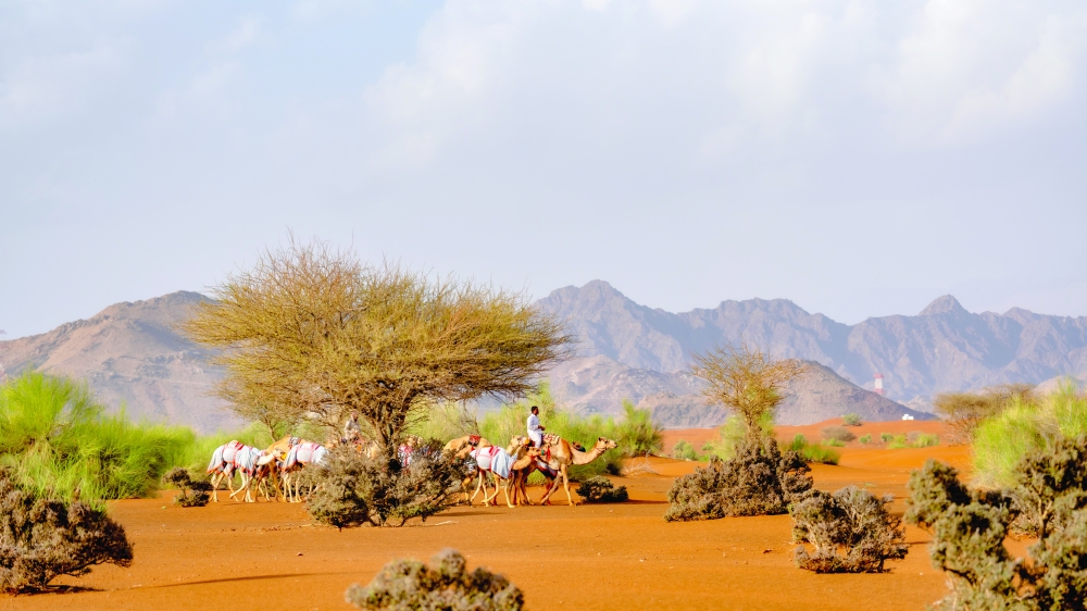 Tourists flock to golden sand dunes
