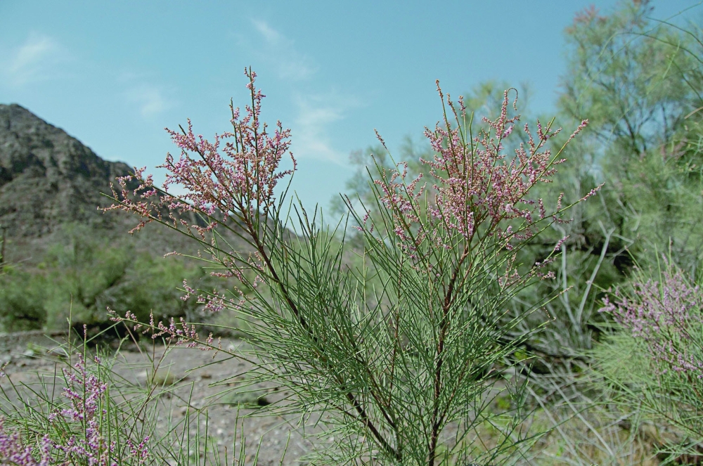 The flowering colours attract tourists