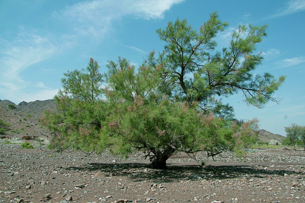 The height of Al Athel tree reaches 5 metres
