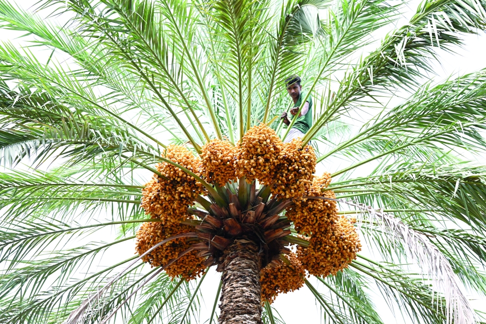 If heavy rains fall, the fruits may be quickly damaged due to exposure to water, which threatens to spoil the crop.