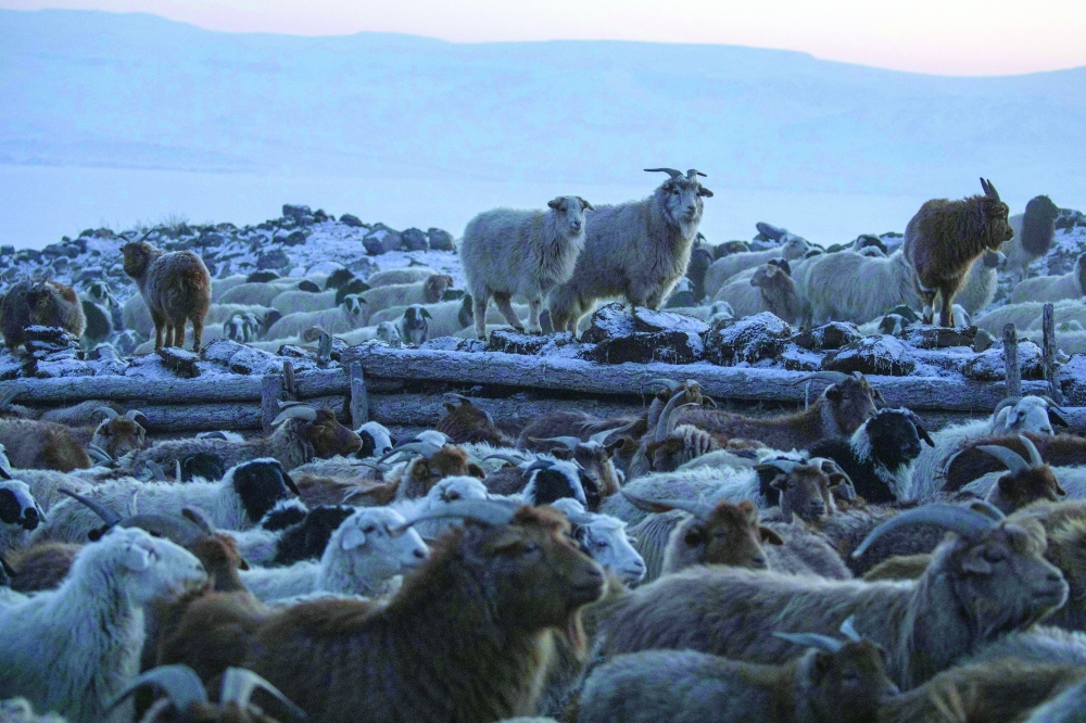 Mongolia's wildlife at risk from overgrazing