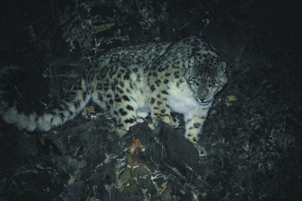 Mongolia's wildlife at risk from overgrazing