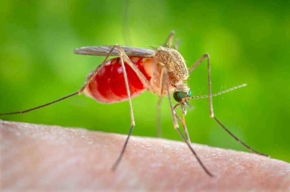 After rain season, beware of mosquito-borne diseases