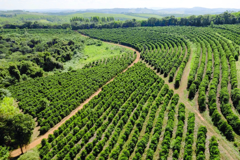 BRAZIL-AGRICULTURE-COFFEE