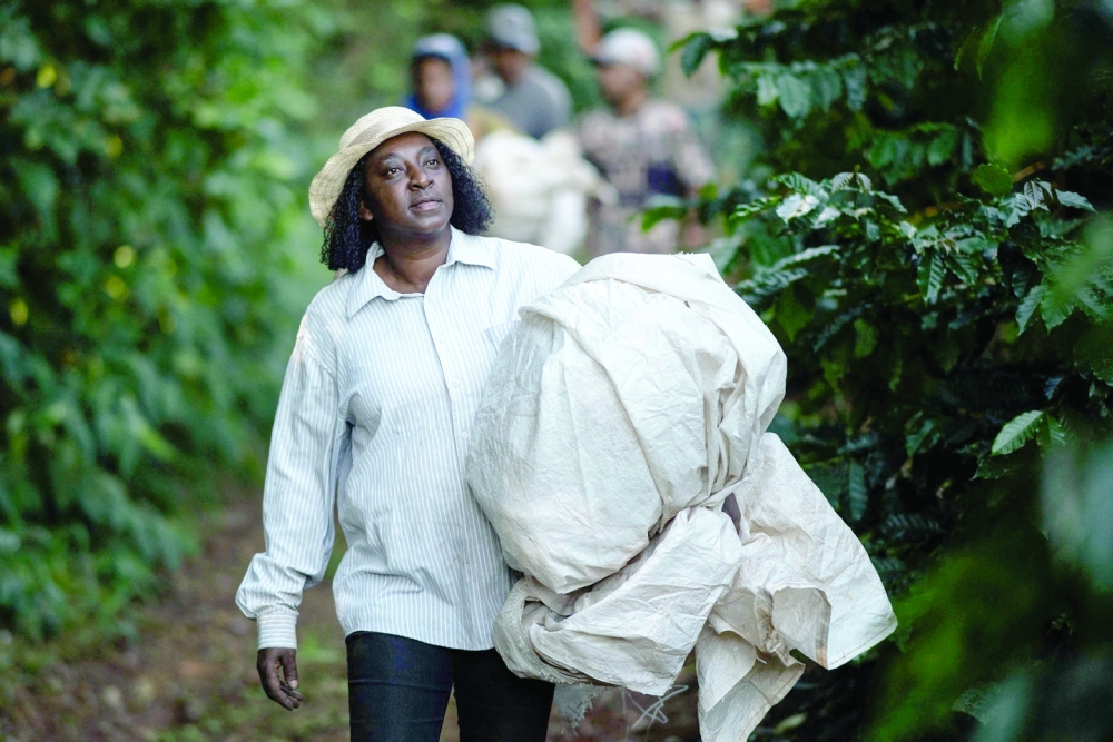 BRAZIL-AGRICULTURE-COFFEE