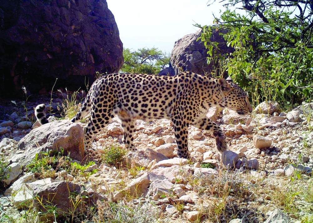 The team estimated there could be only 51 wild leopards remaining in Oman