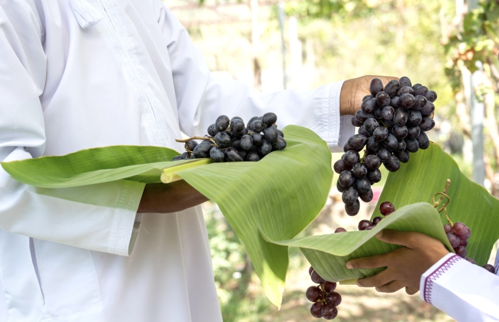 Grape harvest in Al Rawdhah Village 