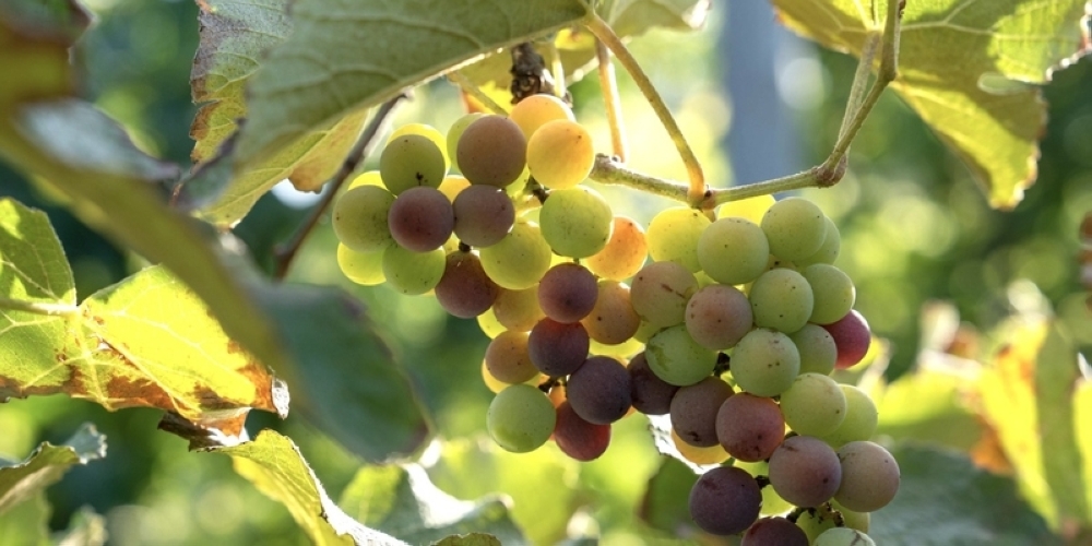 Grape harvest in Al Rawdhah Village 