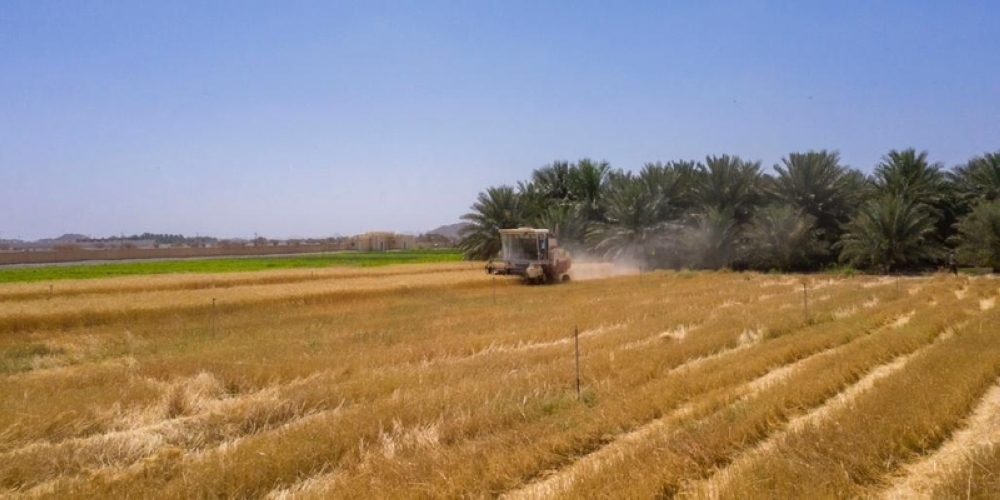 This year, Oman Flour Mills will buy wheat from 95 farmers.