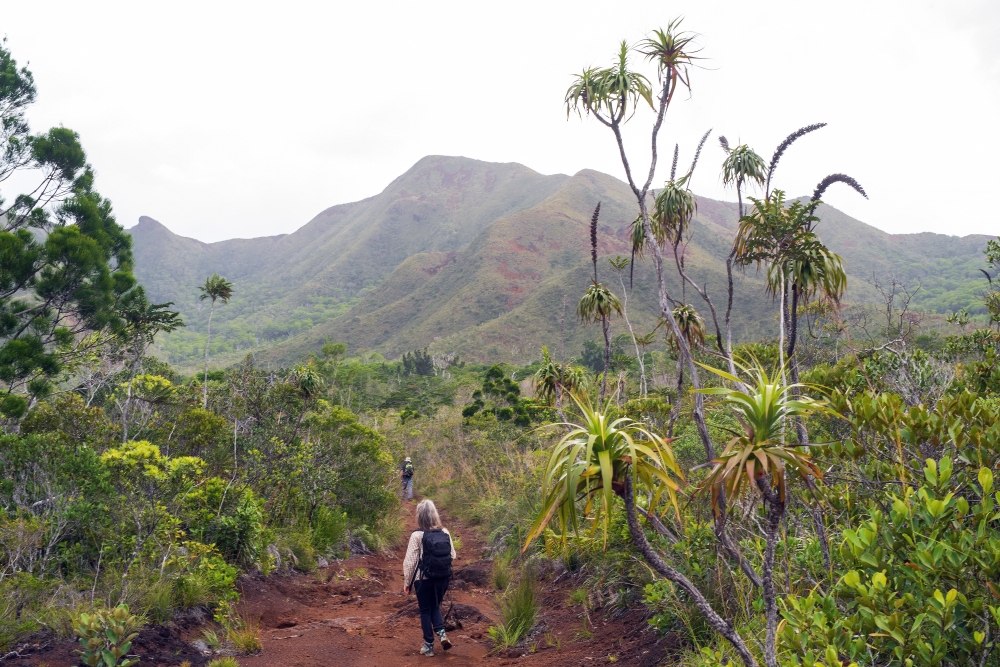 scientists conducting field work on Grande Terre, part of the archipelago known as New Caledonia, east of Australia, in 2023.  (Pol Fernandez via The New York Times)
