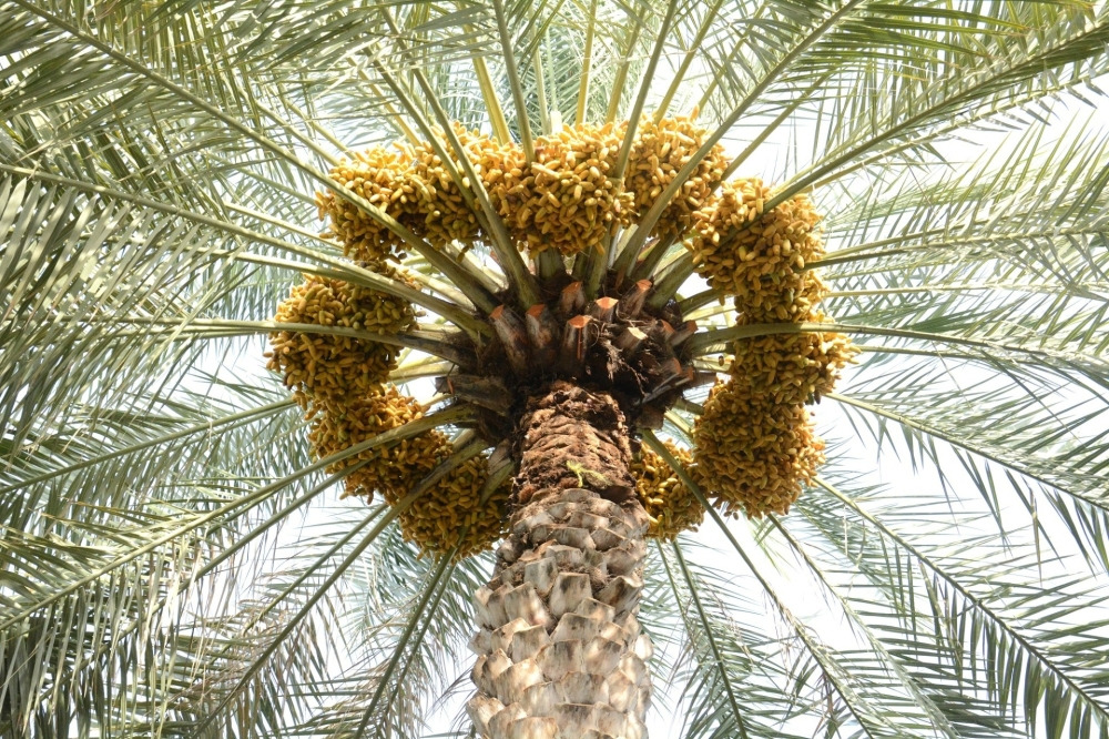 The crops are sold when they are still on the trees, and it is a good way to market the surplus product at reasonable prices.