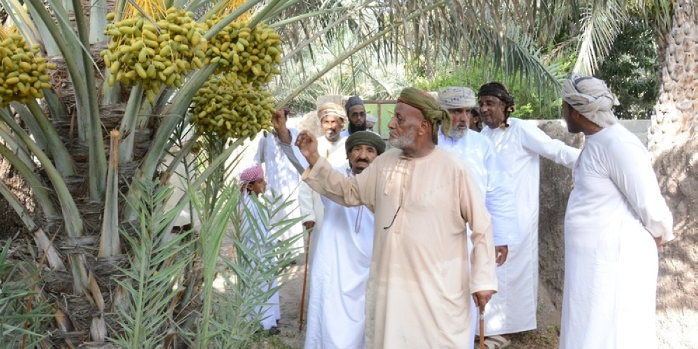 Citizens check date palms before fixing the prize