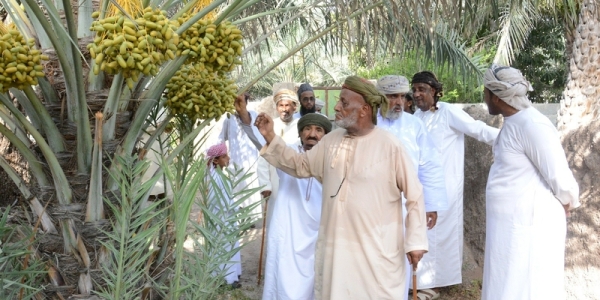 Auctioning of dates in Al Mudhaibi begins - Vimarsana News