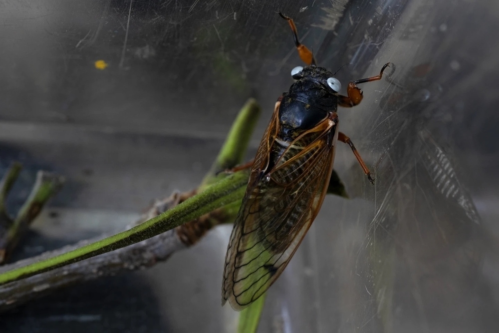 Rare Blue-eyed Cicada Insect Sighted in Chicago, USA 