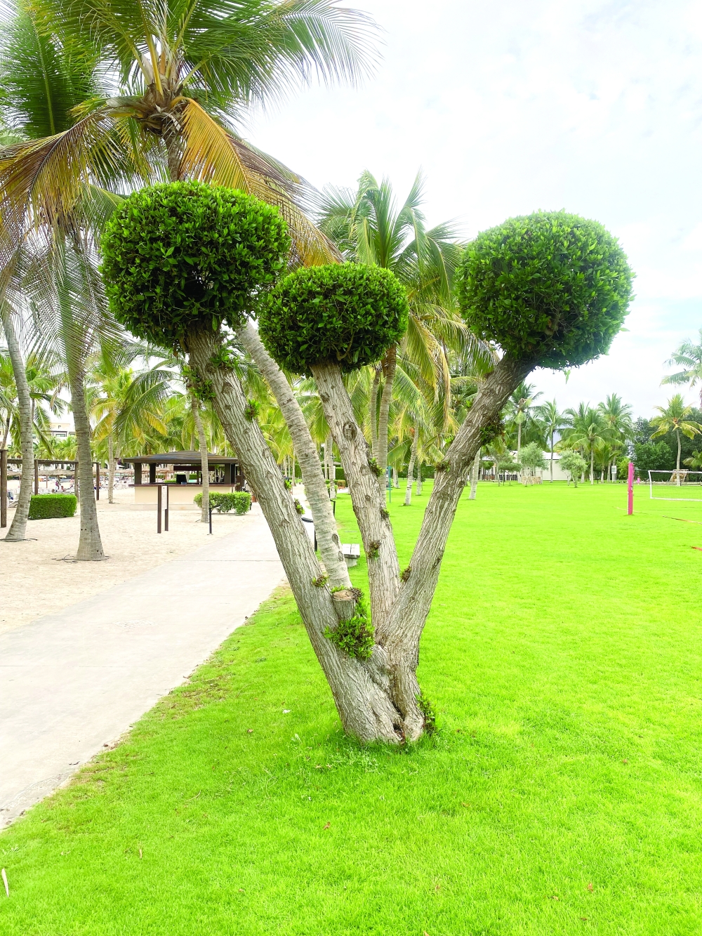 The current temperature in Salalah is between 32 -34 degrees Celsius with high humidity that ranges between 72 and 90 per cent