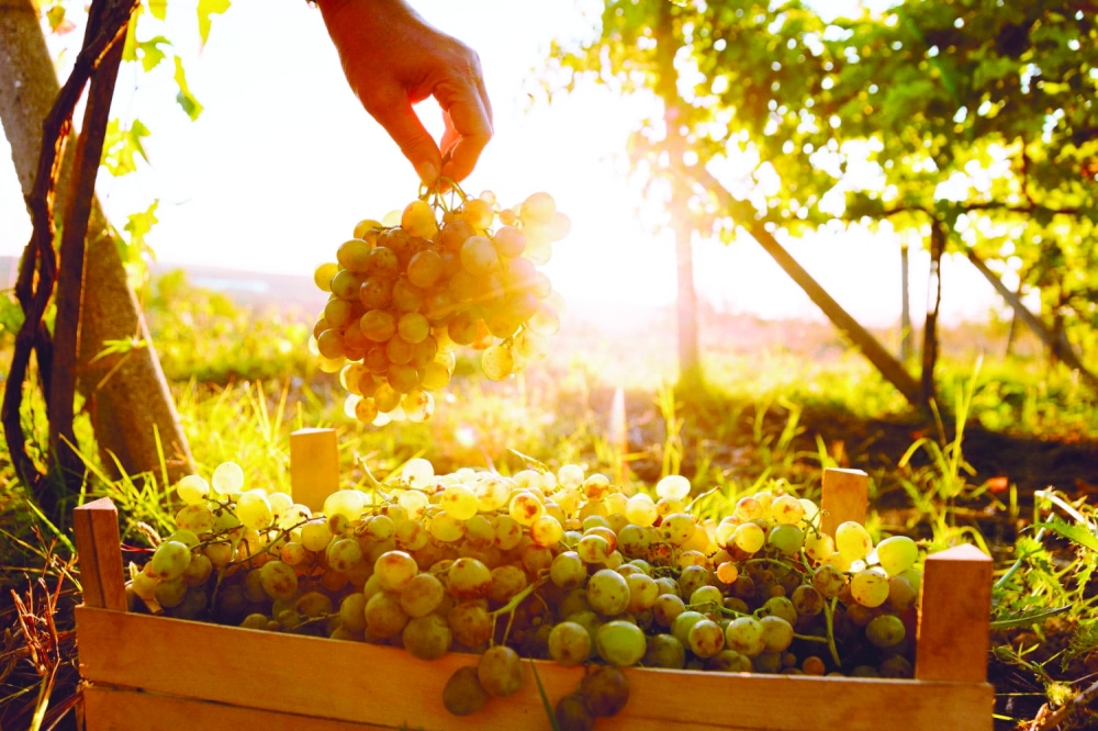 Crops are susceptible to various pests and diseases, and they are under stress due to fluctuating rising temperatures