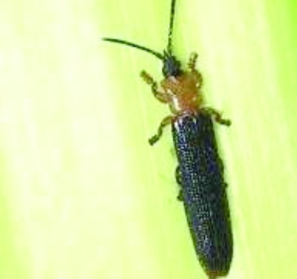 3 - Brontispa beetle