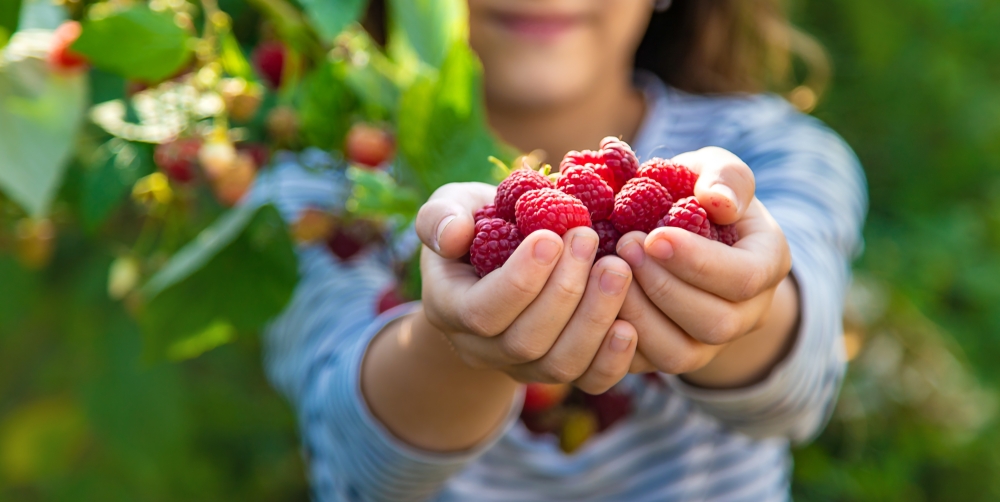 A,Child,Harvests,Raspberries,In,The,Garden.,Selective,Focus.,Kid.