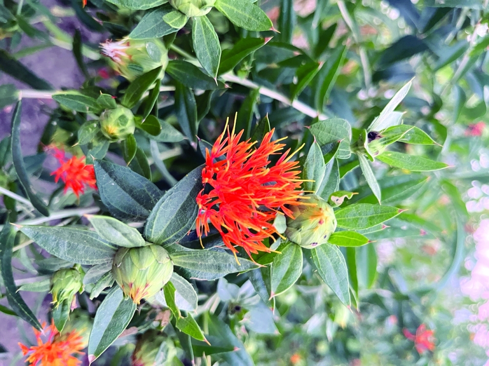 Safflower: Oman's hidden gem for health, beauty