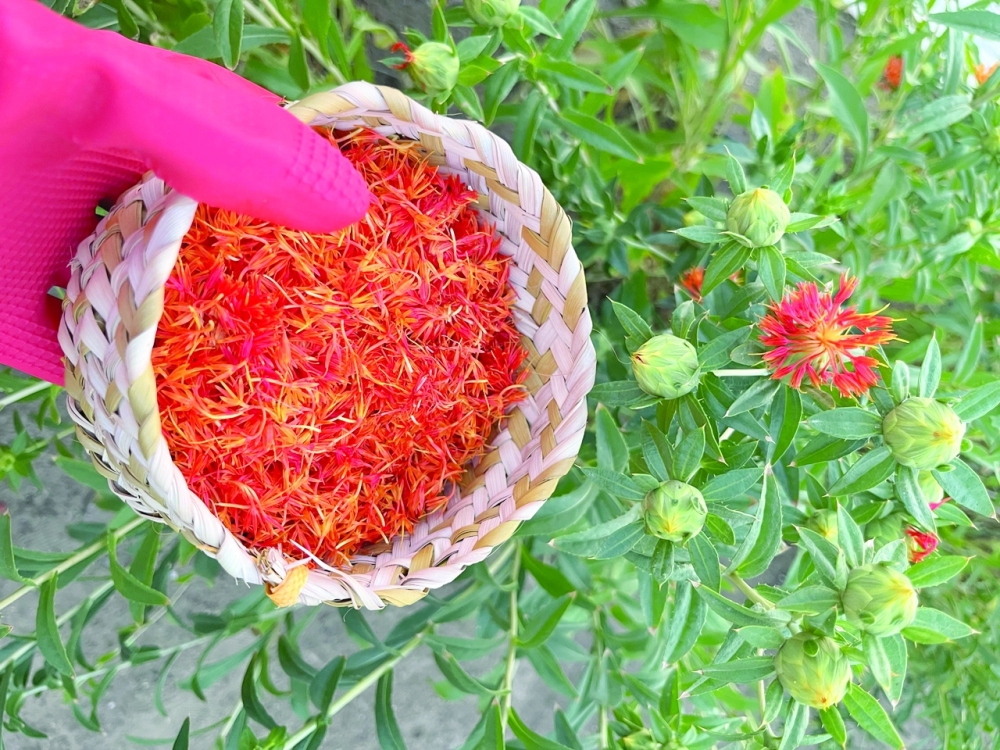 Safflower: Oman's hidden gem for health, beauty
