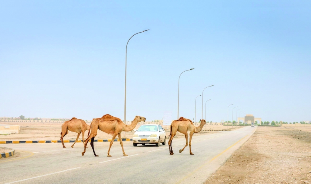 A herd of wild camels is crossing the road in Salalah