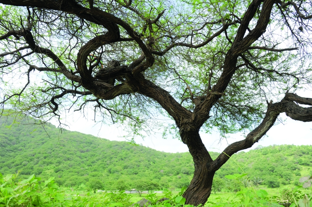 Enjoy a safe Khareef