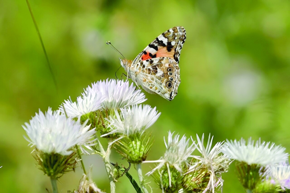 A painted lady butterfly in Zvernec. 