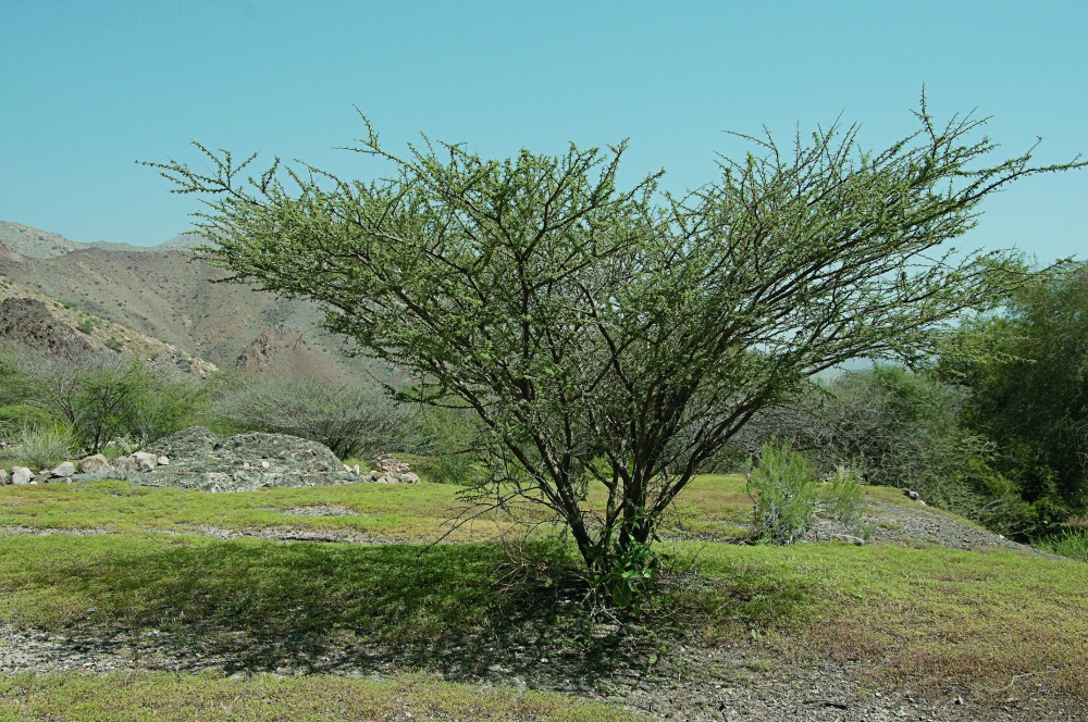 Al Sumr tree: Sustaining life in Oman's harsh climates