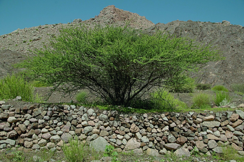 Al Sumr tree: Sustaining life in Oman's harsh climates