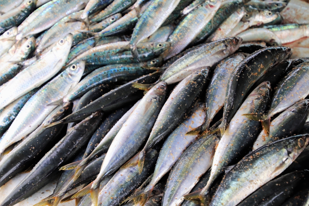 The study will cover four types of fish sardines, Indian mackerel, anchovies, and deep water anchovies.