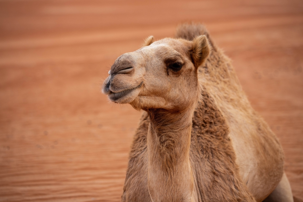 Camel,In,The,Desert.,Thousands,Nights,Desert,Resort,Wahiba,Sands.